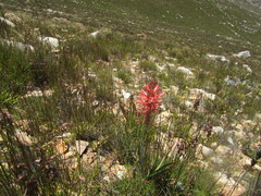 Tritoniopsis antholyza