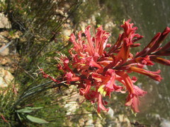 Tritoniopsis antholyza