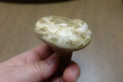 Catathelasma ventricosum