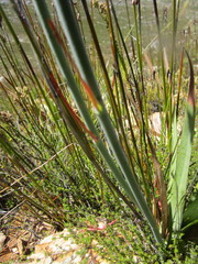 Tritoniopsis antholyza