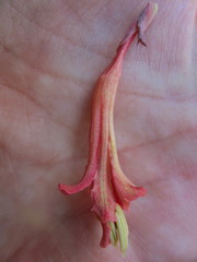 Tritoniopsis antholyza