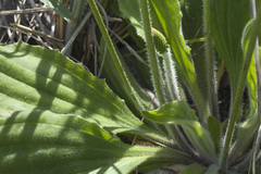 Plantago camtschatica