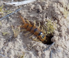 Scolopendra polymorpha