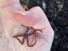 Ophiactoidea