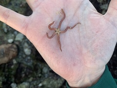 Ophiactoidea