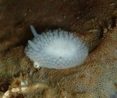 Onchidoris evincta