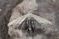 Araeopteron ecphaea