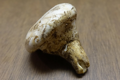 Catathelasma ventricosum
