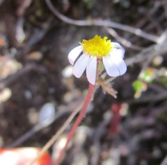 Felicia minima