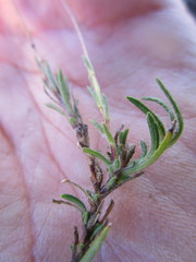 Felicia minima