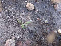 Felicia minima
