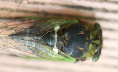 Neotibicen tibicen tibicen