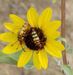 Typocerus balteatus diana