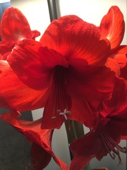 Hippeastrum striatum