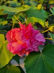 Hibiscus mutabilis