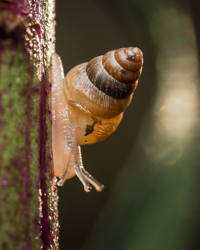 Small Pointed Snail