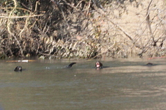 Hydrictis maculicollis