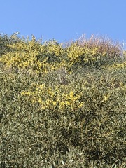 Acacia redolens