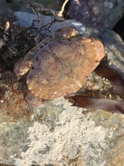 Cycloxanthops novemdentatus