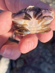 Cycloxanthops novemdentatus