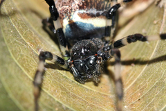 Nephilengys malabarensis