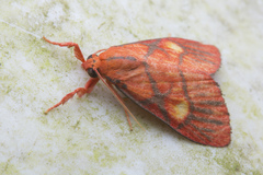 Sarbine flavodiscalis