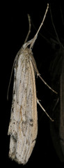 Evergestis angustalis