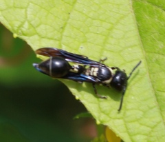 Zethus spinipes variegatus