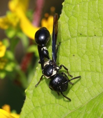 Zethus spinipes variegatus