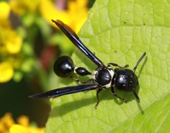 Zethus spinipes variegatus