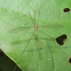 Limnophilella delicatula