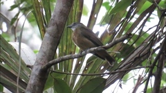 Heterocercus aurantiivertex