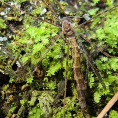 Austrolimnophila argus
