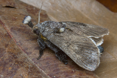 Scopelodes albipalpalis