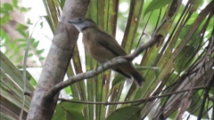 Heterocercus aurantiivertex