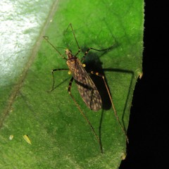 Amphineurus bicinctus