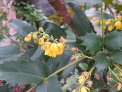 Berberis japonica