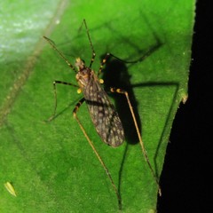 Amphineurus bicinctus