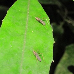 Amphineurus bicinctus