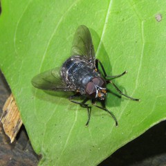 Calliphoroides antennatis