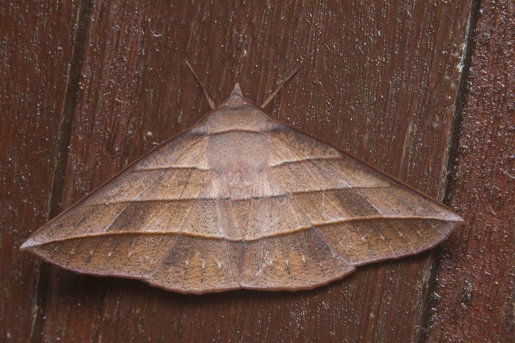 Sarcinodes