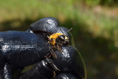 Xylocopa appendiculata circumvolans