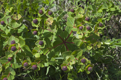 Euphorbia hylonoma