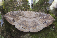 Sphingognatha asclepiades