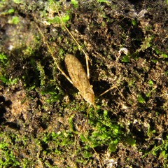 Amphineurus hudsoni