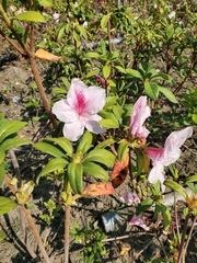 Rhododendron × pulchrum