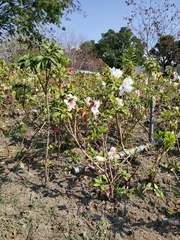 Rhododendron × pulchrum