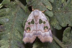 Xenochroa chlorostigma