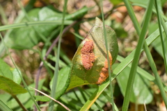 Puccinia paederiae