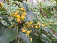 Berberis japonica
